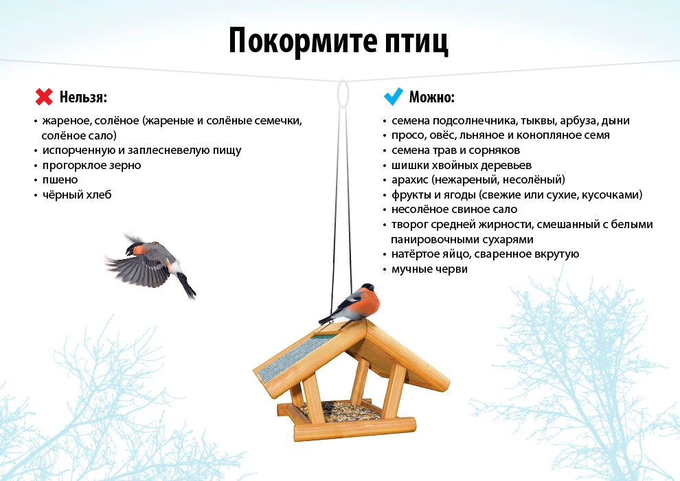 Помощь птицам зимой. как птицам пережить зиму. чем можно кормить птиц зимой а чем нельзя