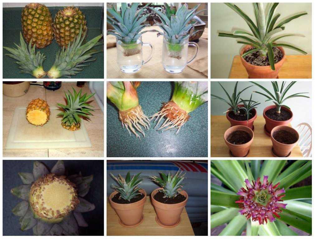Как вырастить ананас дома из верхушки: мой опыт