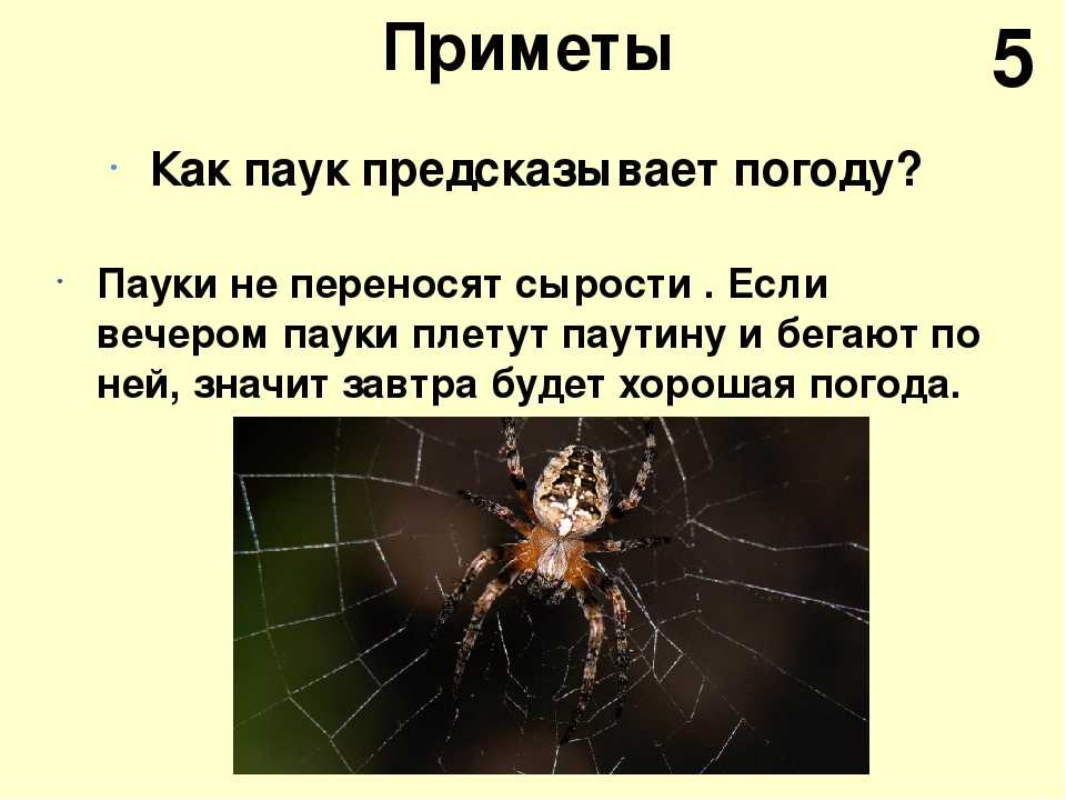 Паук в доме: к чему примета увидеть вечером или ночью, почему появляется много паучков