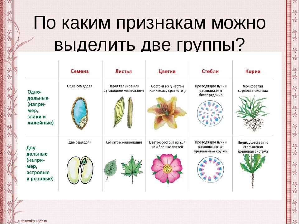 Какие растения относят к двудольным? признаки, особенности строения и примеры