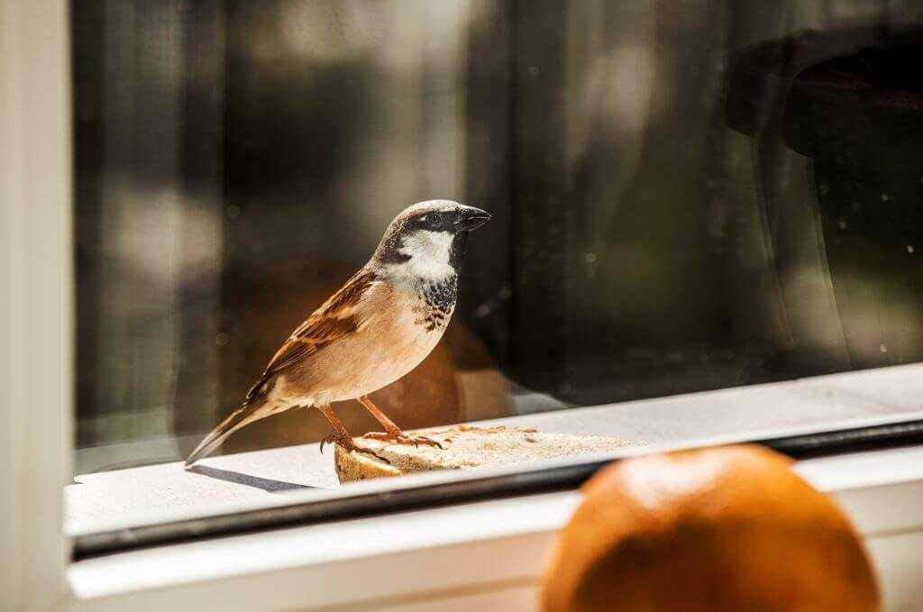 Птица ударилась в окно и улетела – примета и ее толкование в разных случаях