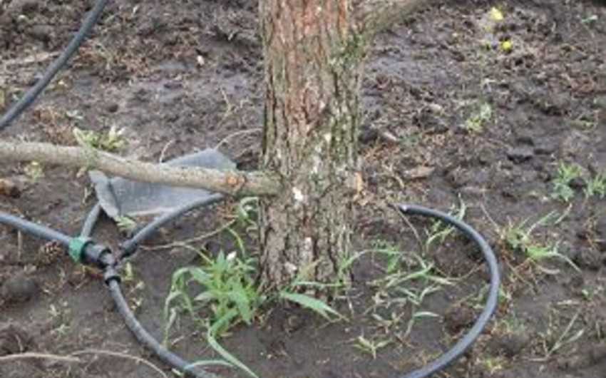 Когда заливать деревья на зиму. 2 способы полива | дачная жизнь