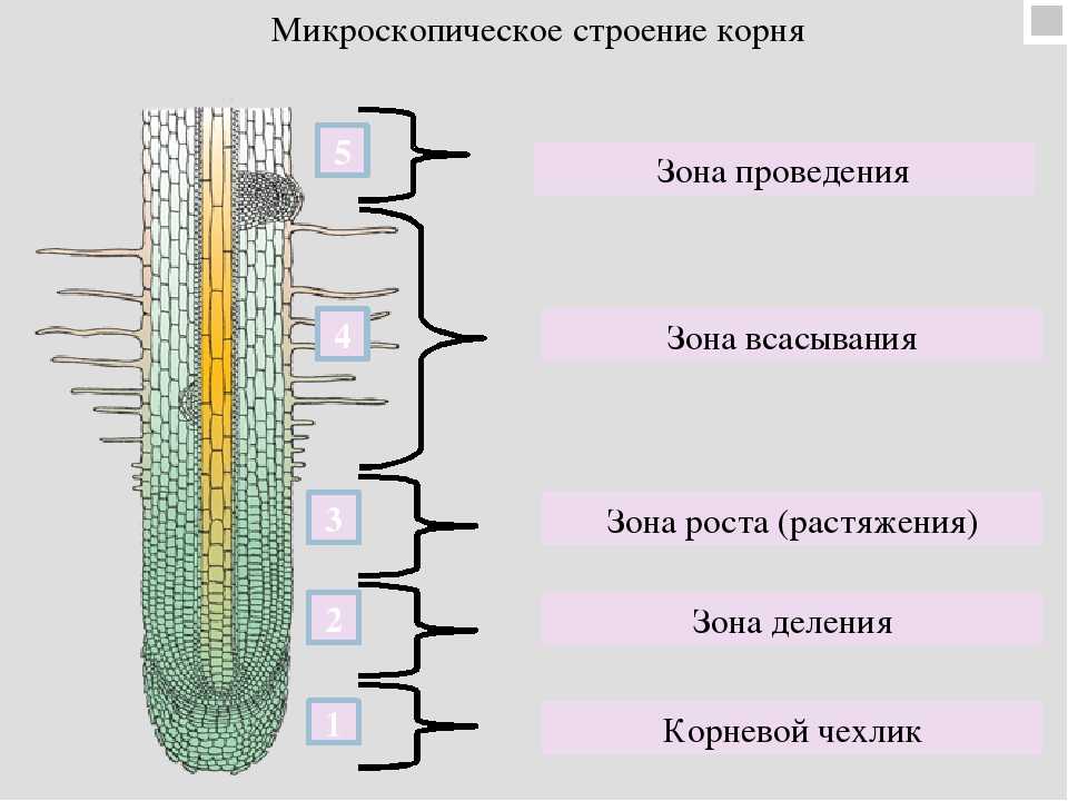 ᐉ у каких растений мочковатая корневая система примеры - ogorod-u-doma.ru