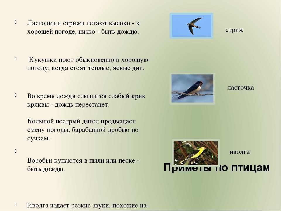 Птицы: стриж (50 фото) фото стрижа с описанием. интересные факты о стрижах