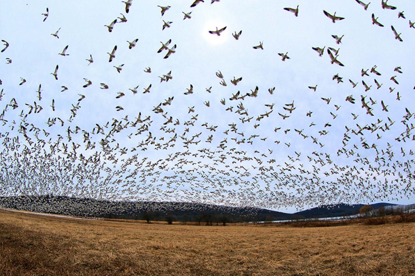 Birds migrate. Миграция птиц. Мигрирующие птицы. Стая птиц. Много птиц.
