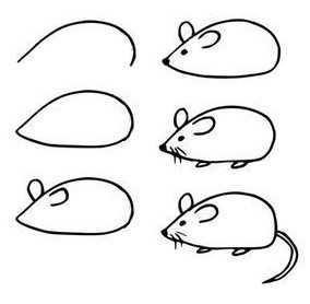Как нарисовать крысу карандашом или акварелью поэтапно