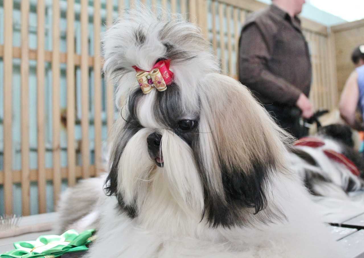 Ши-тцу - характер собаки, тип шерсти и окрас, выращивание щенков, уход, кормление и лечение болезней