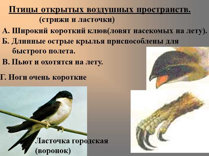 Ласточки и стрижи: в чем сходство и различие у этих птиц? vovet.ru