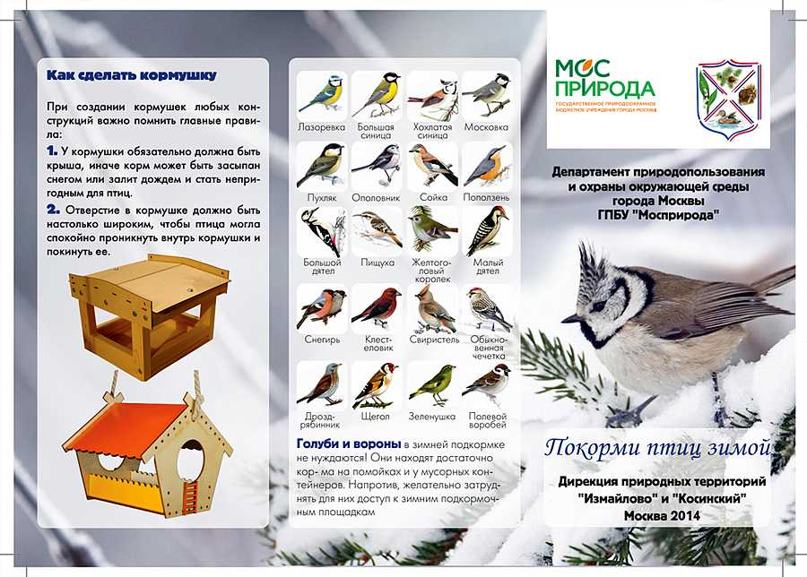Буклет по экологическому воспитанию «покормите птиц зимой»