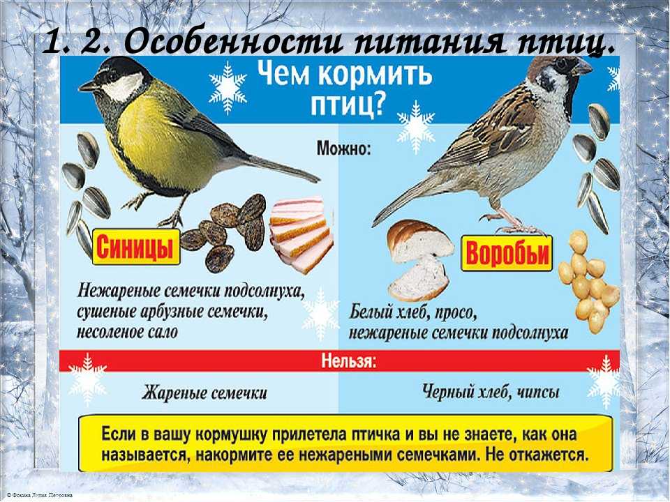 Как кормить птиц зимой: 9 лакомств и 4 продукта под запретом