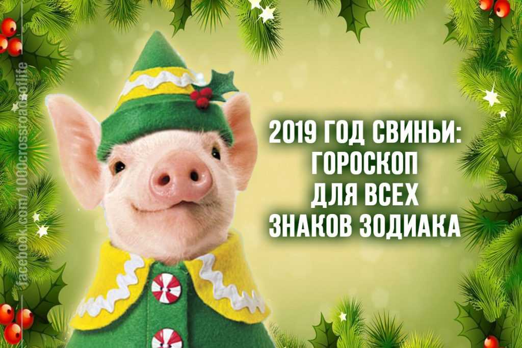 Год желтой земляной свиньи для свиньи – восточный гороскоп на 2019 год