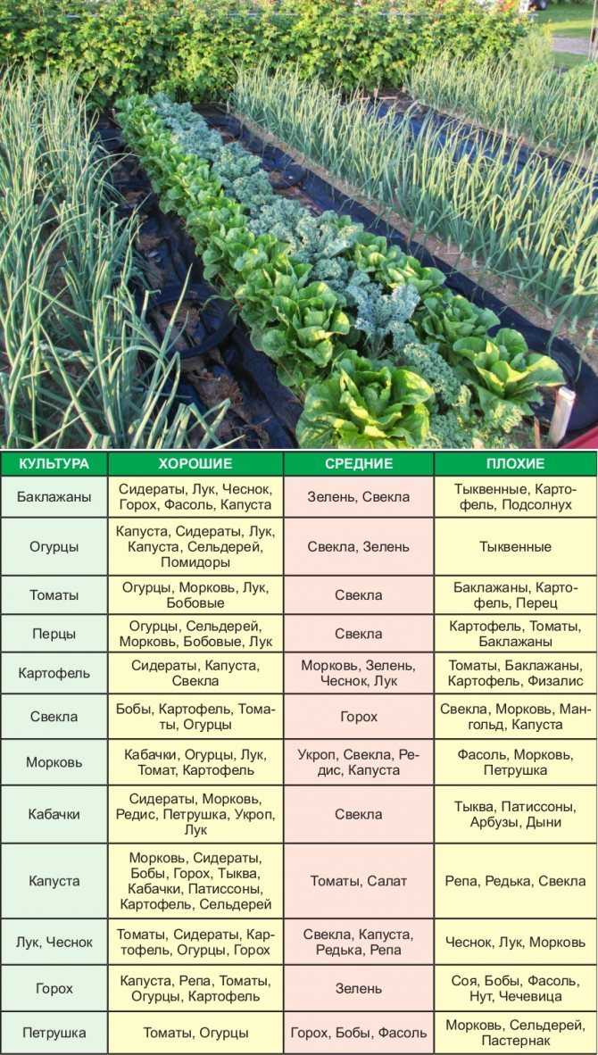 Смешанные посадки овощей: примеры и схемы для органических грядок