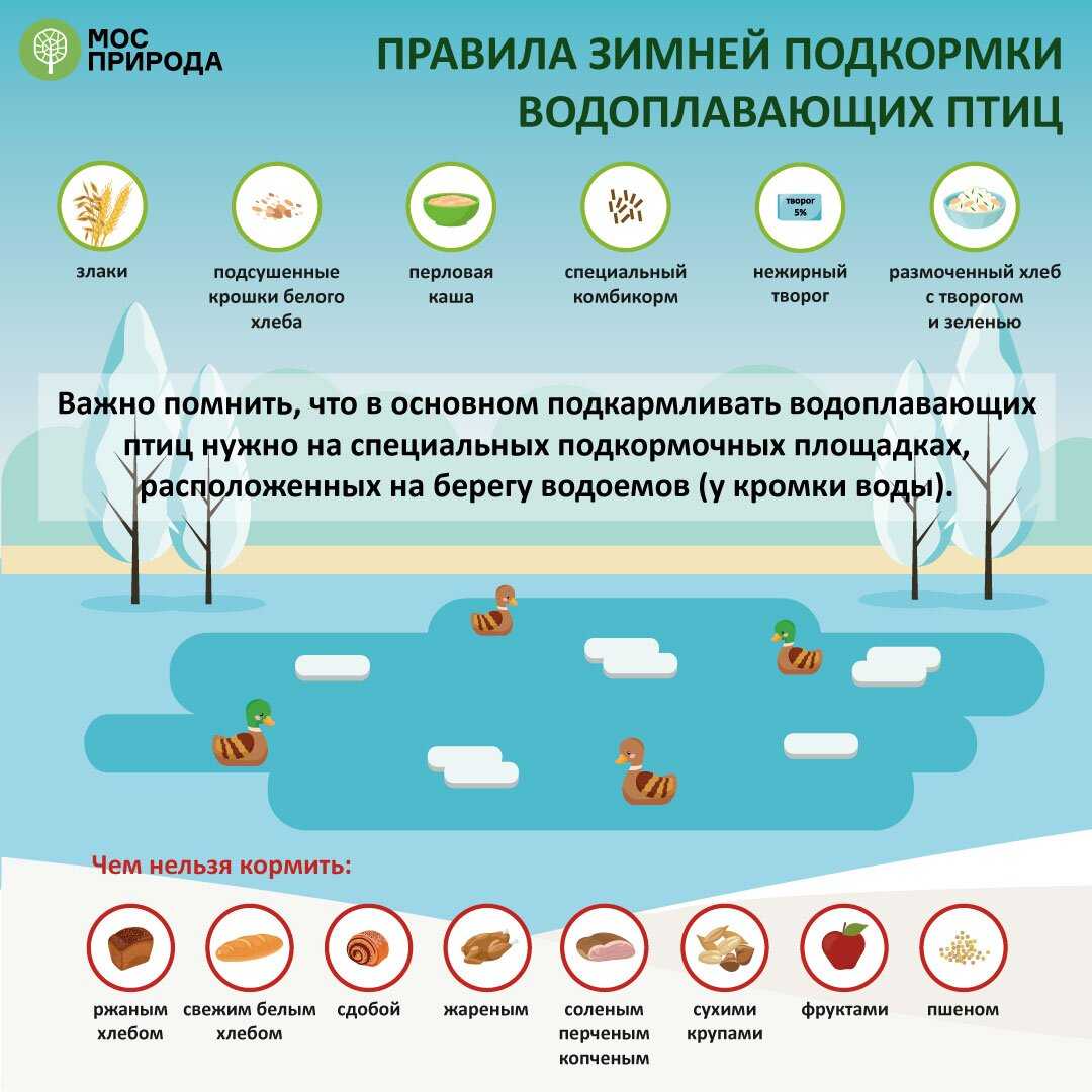 5 способов помочь птицам и животным пережить зиму » notagram.ru