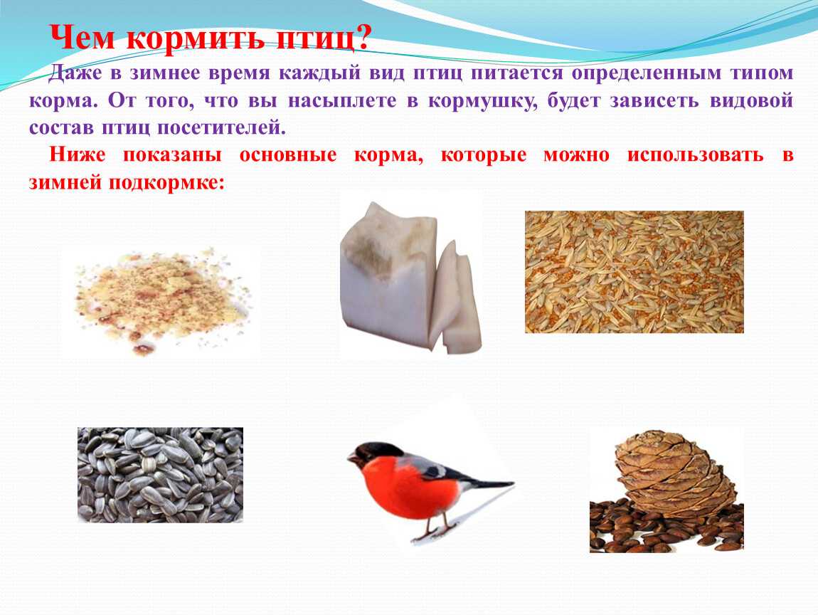 Как помочь зимующим птицам зимой? :: syl.ru