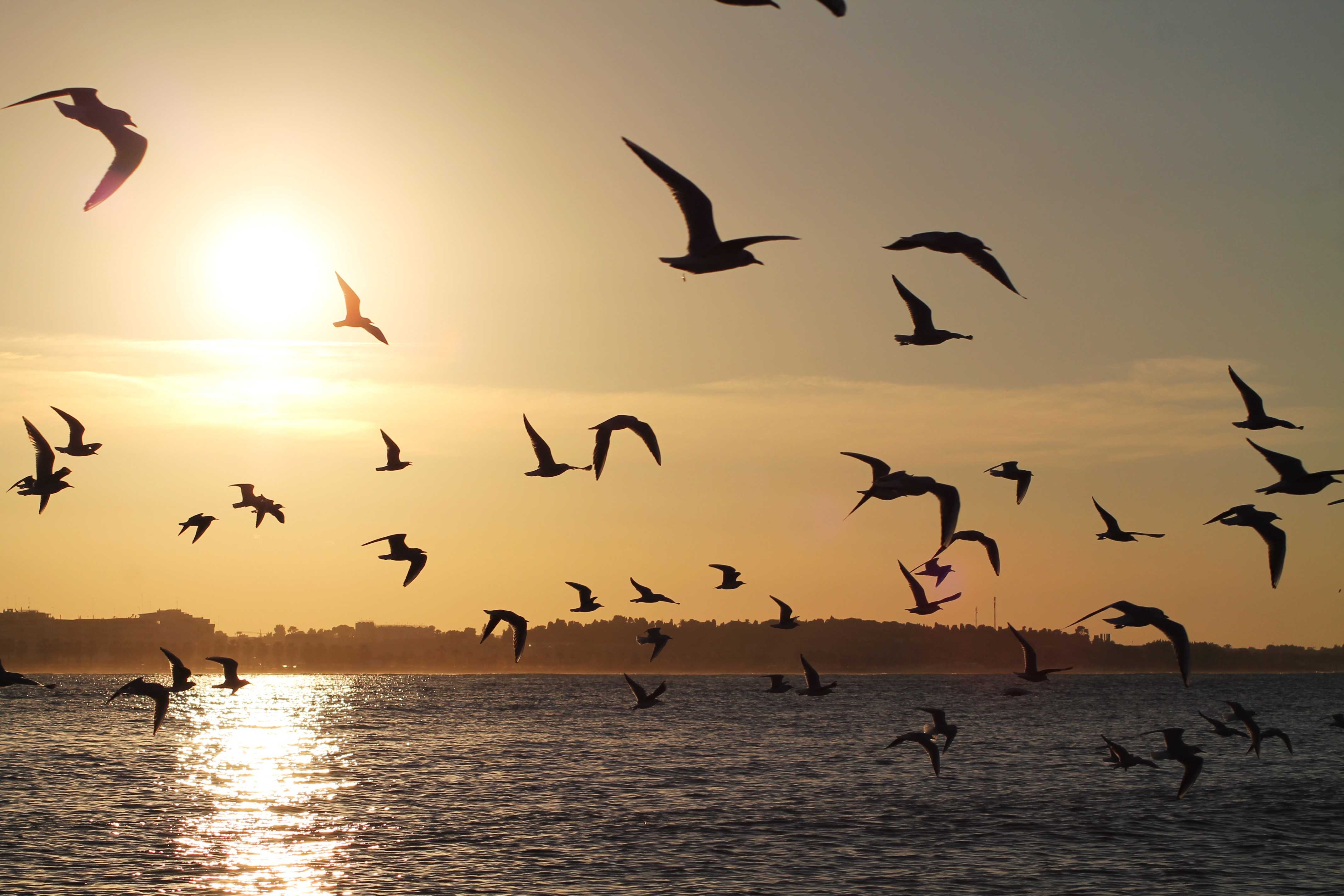 Жизнь мигрирующих птиц. Птицы над морем. Миграция птиц. Птицы на закате. Море закат птицы.