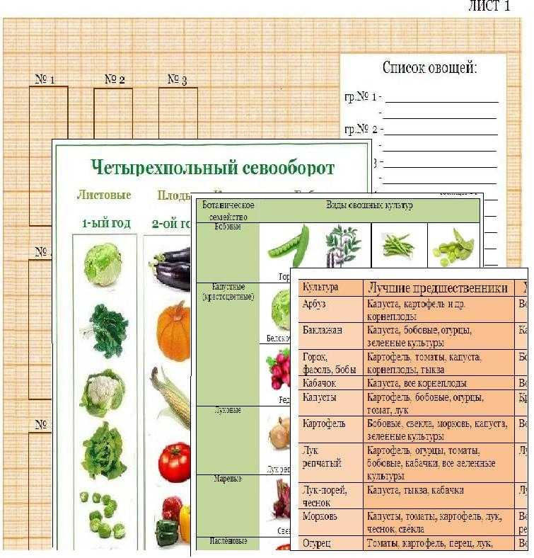 Смешанные посадки овощей: растения-спутники, примеры и схемы совместных грядок