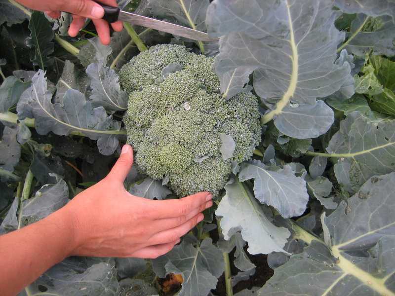 Как выращивать капусту брокколи на даче в открытом грунте — от посадки до сбора урожая