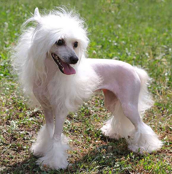 Китайская хохлатая собака пуховая: описание породы, фото собаки, содержание