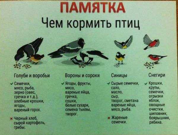 Чем кормить птиц зимой, чтобы не навредить им — новости барановичей, бреста, беларуси, мира. intex-press