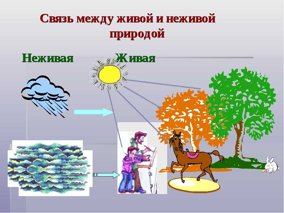 Неживая природа - это... определение, особенности и отзывы - gkd.ru