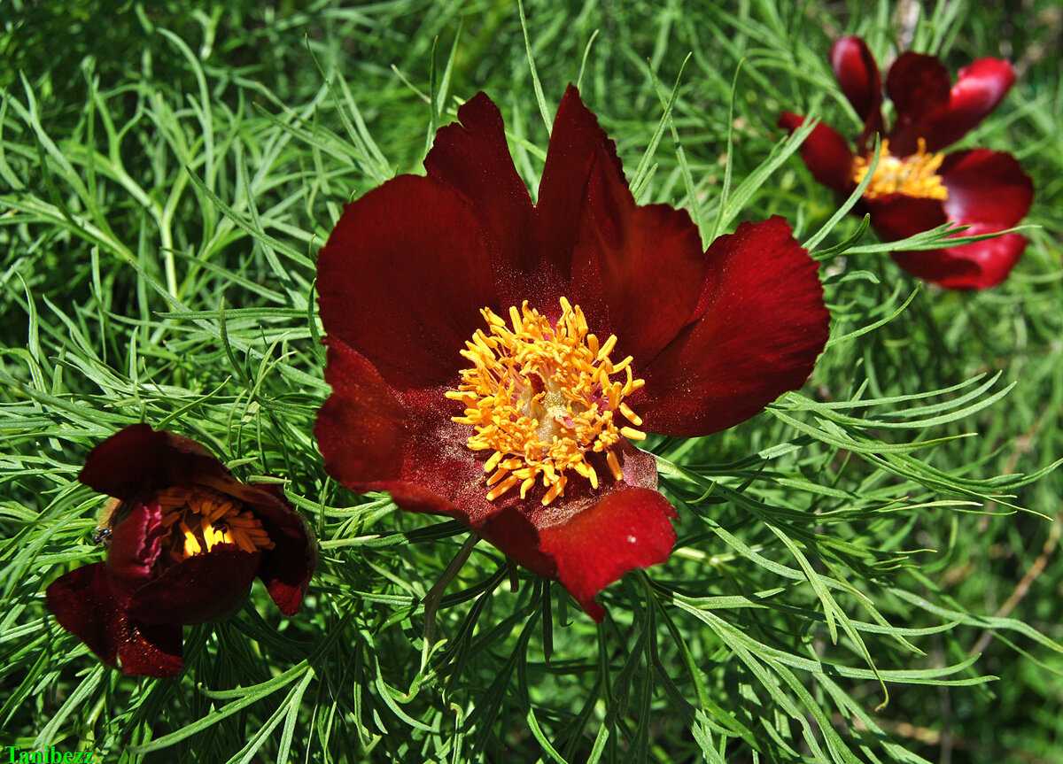 Кавказский пион: дикий аленький цветочек из красной книги