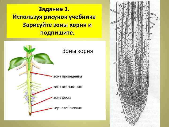У каких растений стержневая корневая система примеры