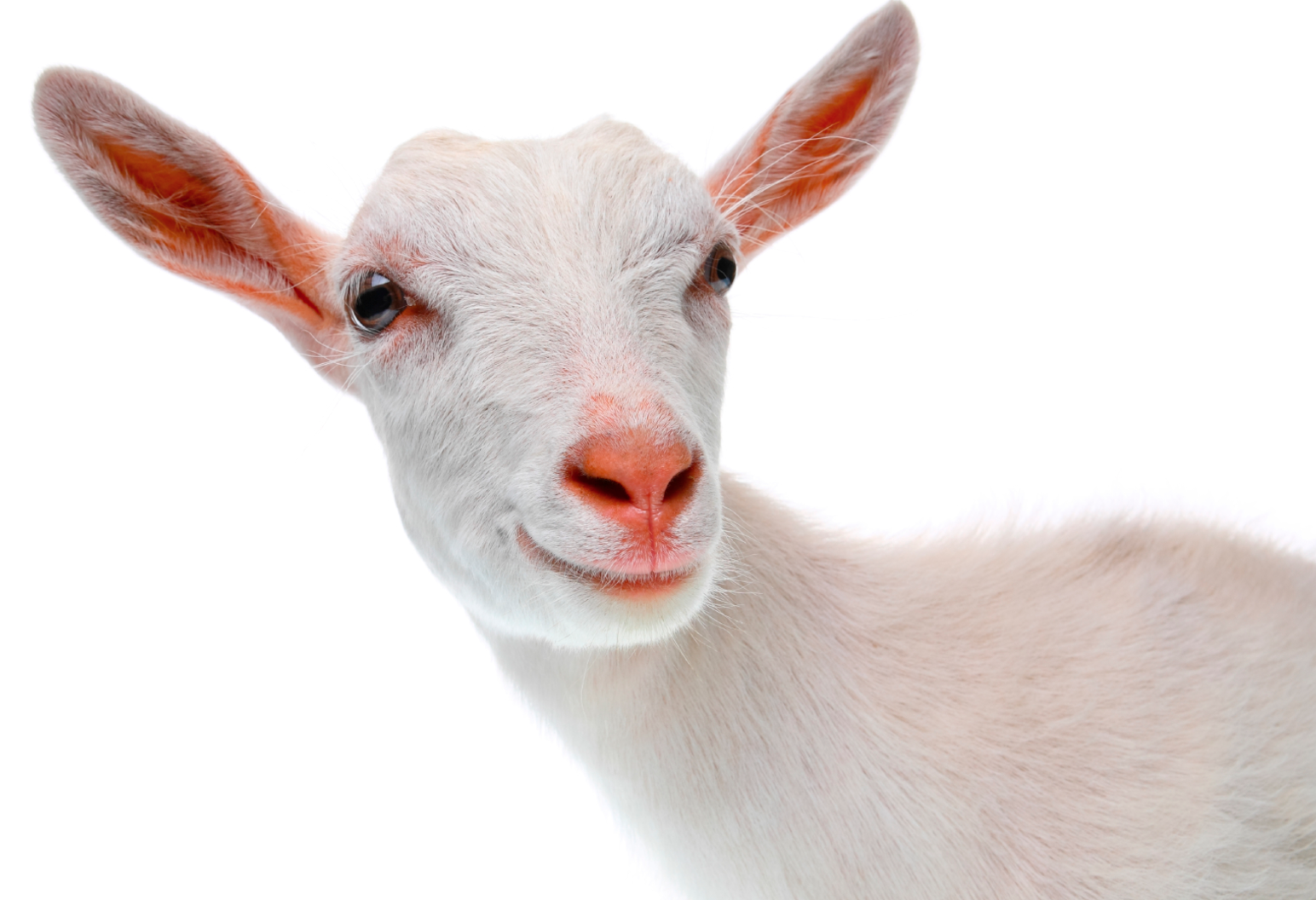 К чему снится коза — 50 значений по сонникам