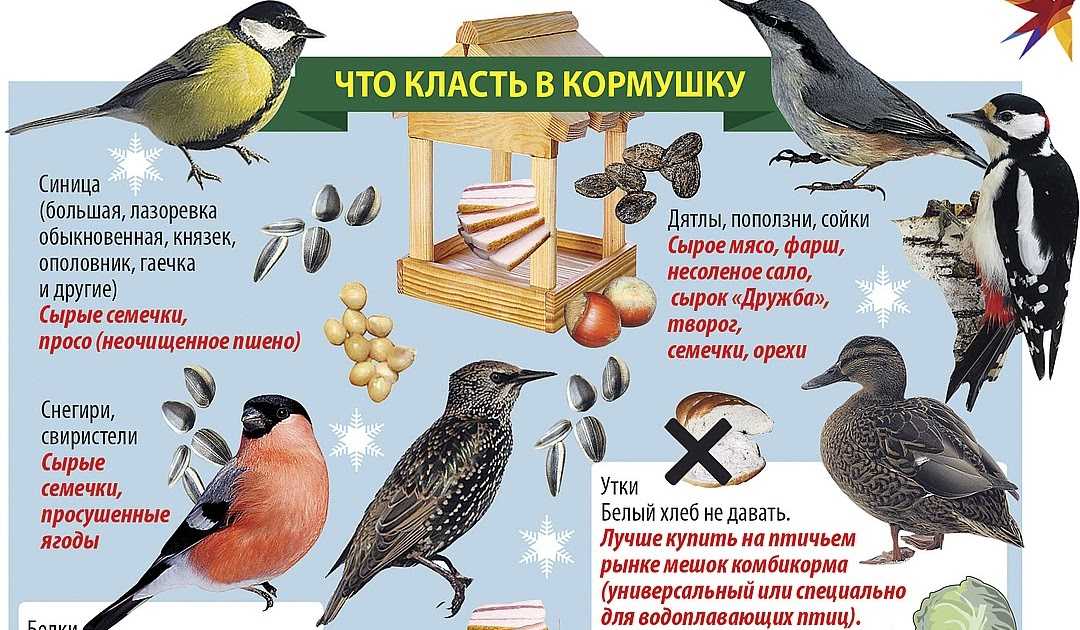Чем кормить птиц зимой, чтобы не навредить им