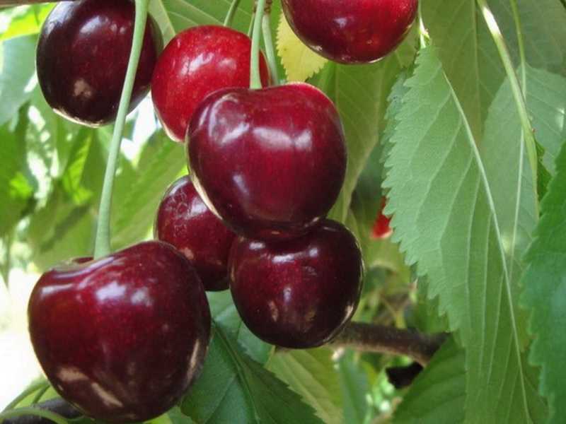 Чудо вишня дюк: как выращивать черевишню в саду, сорта, видео