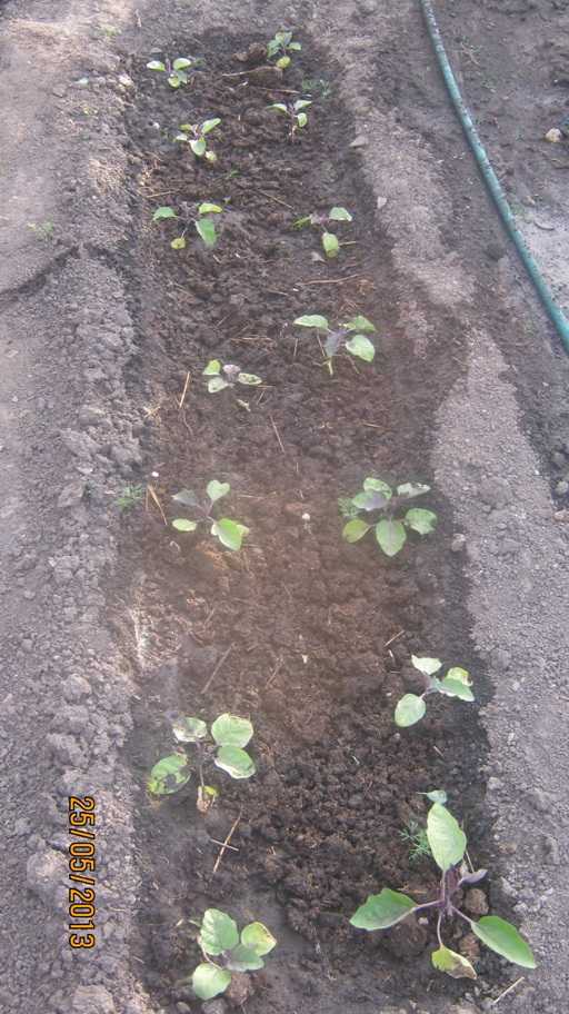 Как я выращиваю баклажаны без рассады в открытом грунте