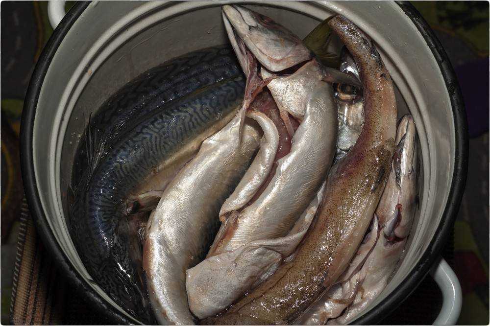 Маринование и засолка рыбы для копчения в домашней коптильне