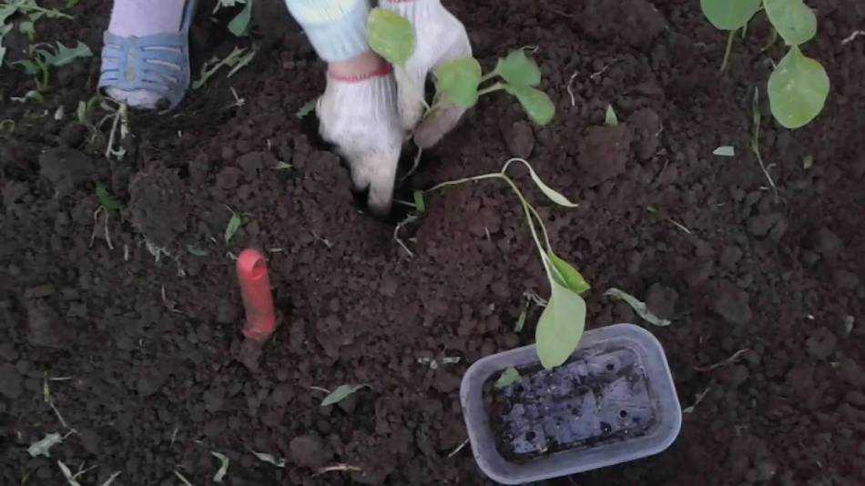 Баклажаны: выращивание и уход в открытом грунте