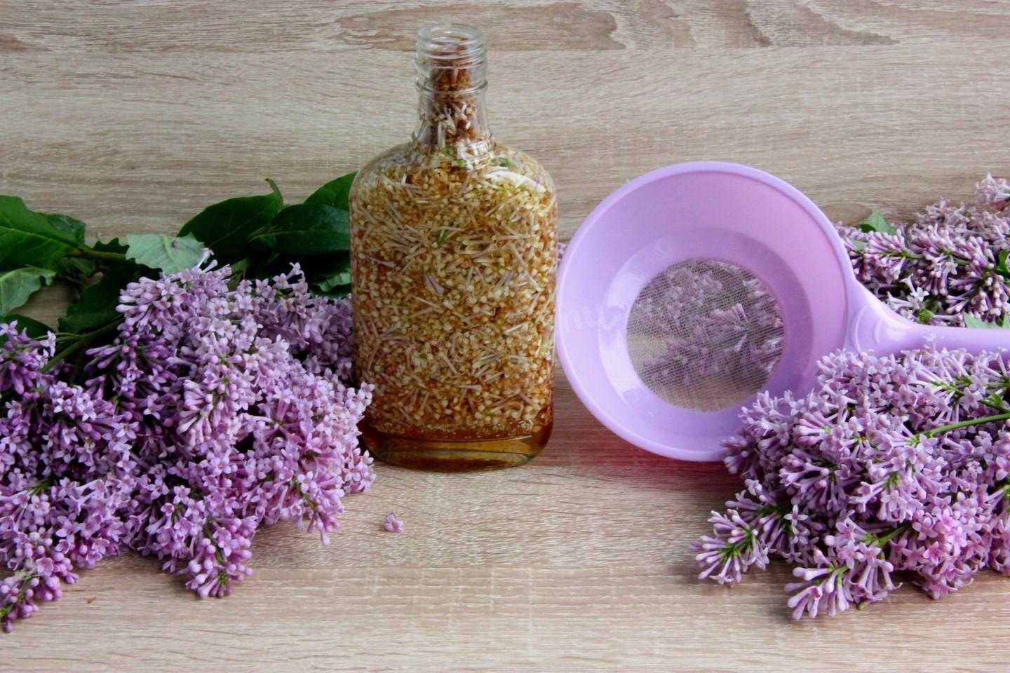 Сирень на водке: лечебные свойства, применение, как приготовить | народные знания от кравченко анатолия