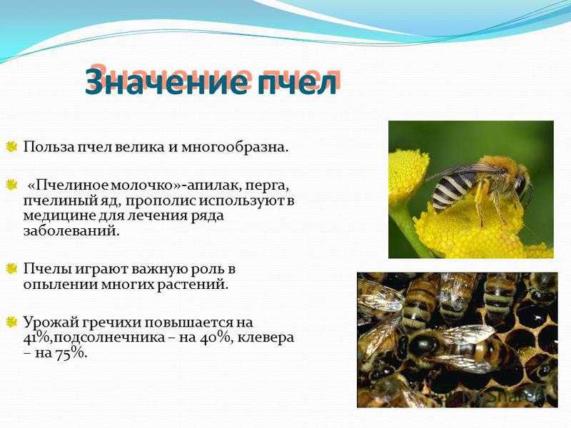 Пчелы в жизни человека. Роль пчел в природе. Значение пчёл в природе и жизни человека. Значение пчел. Роль пчел в природе и жизни человека.