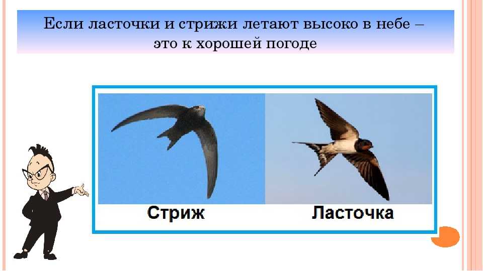 Чем отличается птица ласточка от стрижа. как отличить стрижа от ласточки? | интересные факты
