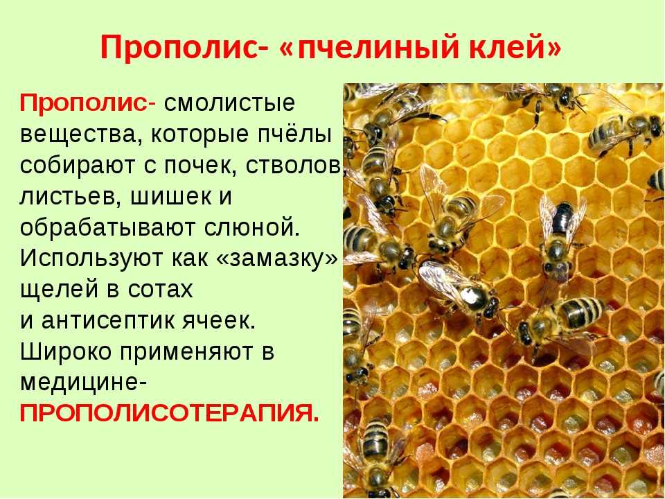 Трутень и его значение в пчелиной семье