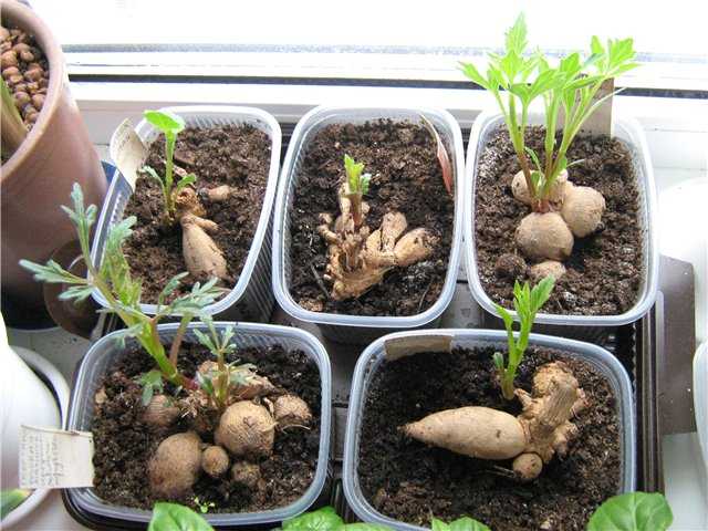 Как вырастить георгину. размножение георгин семенами и делением корнеклубней