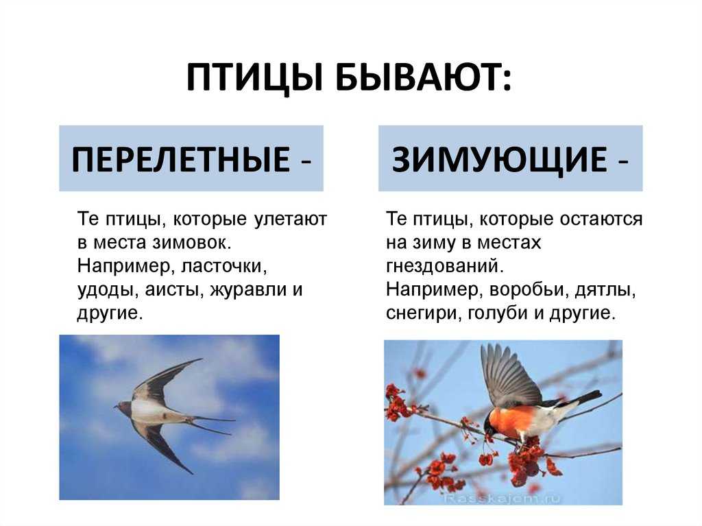 67 перелетных птиц россии: полный список с названиями и фото