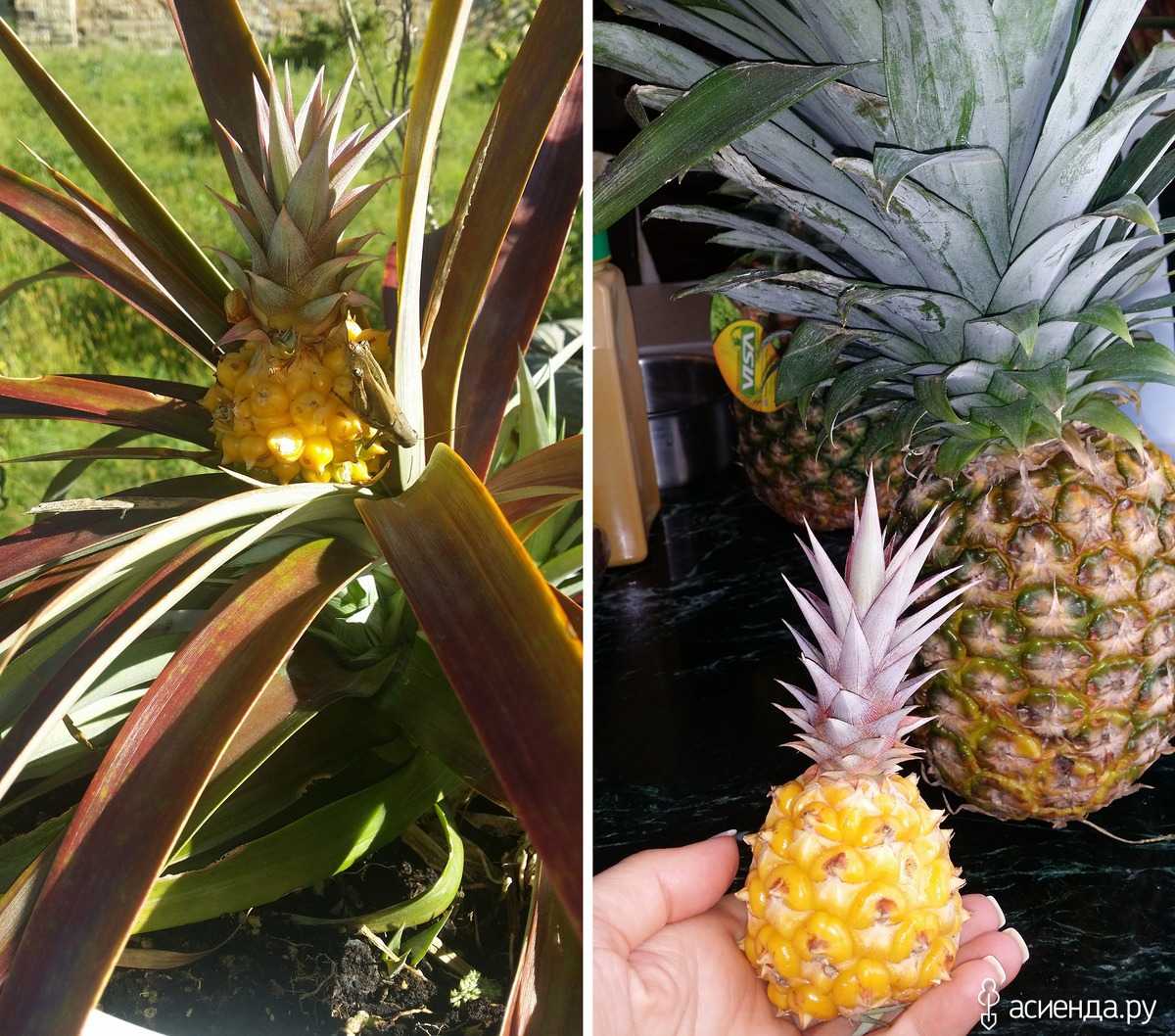 Как вырастить ананас из верхушки в домашних условиях: пошаговая инструкция